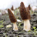 Fungo Morchella Morellato